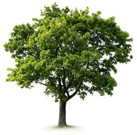 Tree Care Bury St Edmunds Tree Care Bury St Edmunds