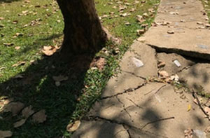 Problem Tree Roots Putney Greater London