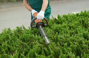 Hedge Trimming Seer Green