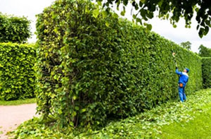 Hedge Trimming Perth