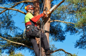 Local Tree Surgeons Near Chorley Lancashire