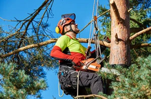 Local Tree Surgeons Near Effingham Surrey