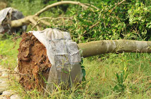 Tree Transplanting Littlehampton (01903)