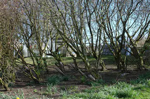 Woodland Clearance Clayton-le-Moors (BB5)