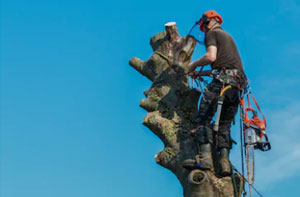 Tree Pollarding Harworth