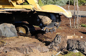 Stump Grinding Montrose