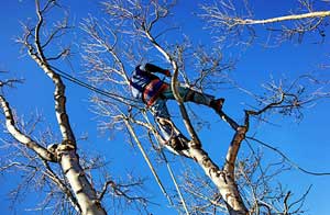 Tree Care Whitnash