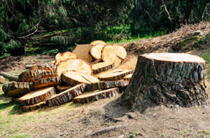 Tree Removal Wimborne Minster