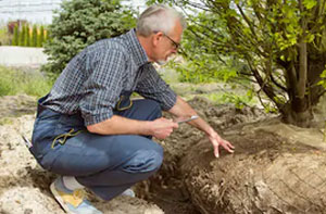 Tree Transplanting Godstone (01883)