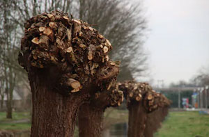 Tree Pollarding Glastonbury