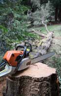 Tree Removal Bar Hill