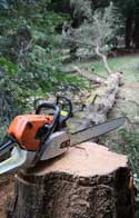 Tree Removal Bayston Hill