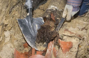 Problematic Tree Roots Brampton Cambridgeshire