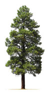 Ways to Find a Tree Surgeon Near Me Washington (NE37)