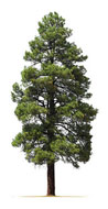 Tree Surgeon Near Me Walsall (WS1) Finding a Tree Surgeon Near Me Walsall (WS1)