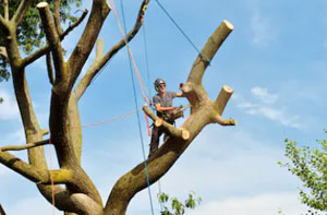 Skilled Tree Surgeon Metheringham Lincolnshire