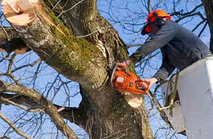 Tree Surgeon Shaftesbury Dorset