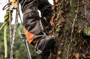 Identifying a Tree Surgeon Near Me Tottenham (N15)