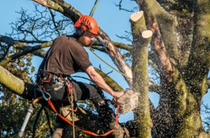 Tree Surgeons Tottenham (N15)