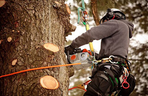 Accredited Tree Surgeons Callington (01579)