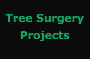 Kirkby-in-Ashfield Tree Surgery Projects