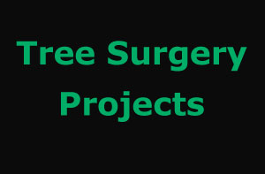 Tree Surgery Projects Alsager