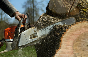 Tree Surgery How Wood (01727)