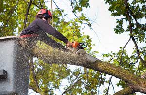 Tree Surgery Chelmsford (01245)