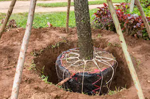 Tree Transplanting Stanford-le-Hope (01375)