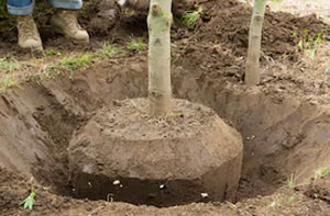 Tree Transplanting Bidford-on-Avon (01789)