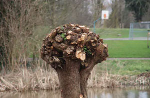 Tree Pollarding Cheadle Hulme Greater Manchester