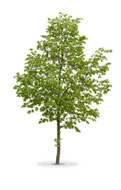 Tree Surgeon Near Me Abergele (LL22) Ways to Find a Tree Surgeon Near Me Abergele (LL22)