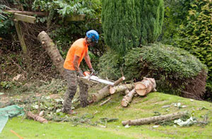 Tree Surgeon Radcliffe