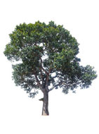 Identifying a Tree Surgeon Near Me Sheerwater (GU21)