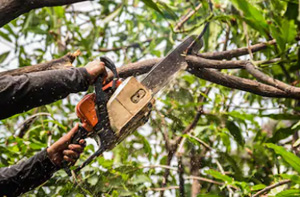 Tree Surgeons Portstewart