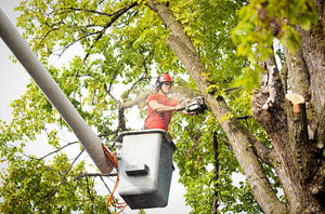 Tree Surgeon Cheslyn Hay Staffordshire