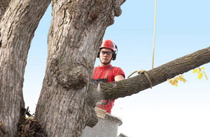 Tree Surgeons Pershore (WR10)