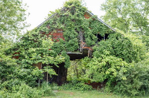 Vegetation Management Ravenshead Nottinghamshire