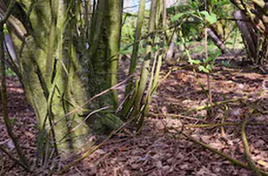 Woodland Clearance Chelmsford (CM1)