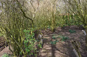 Woodland Clearance Cranleigh (GU6)